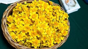 Znów zasadzą żonkile, bo "nadzieja zawieść nie może"