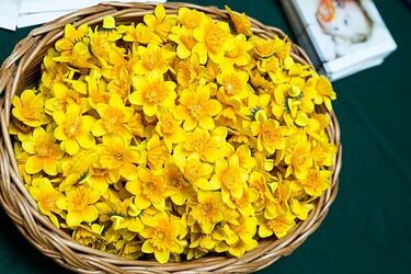 Znów zasadzą żonkile, bo "nadzieja zawieść nie może"