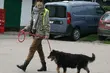 Pobiegaj z czworonogiem - tym ze schroniska bądź swoim. Ruszyły zapisy na PSIEbiegi