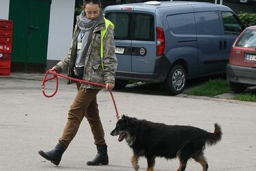 Pobiegaj z czworonogiem - tym ze schroniska bądź swoim. Ruszyły zapisy na PSIEbiegi