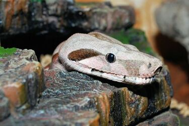Boa, jaszczurki, pająki, skorpiony i wiele innych. Od soboty w Białymstoku