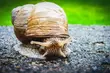Śluz ślimaka w kosmetykach – naturalny sposób na idealną cerę