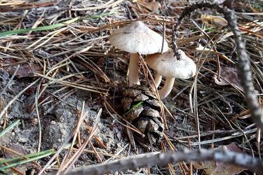 Dziś padać raczej nie będzie