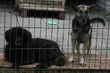 Zobacz na czym polega fitness dog. Schronisko organizuje kolejną 