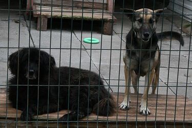 Zobacz na czym polega fitness dog. Schronisko organizuje kolejną "psią" imprezę