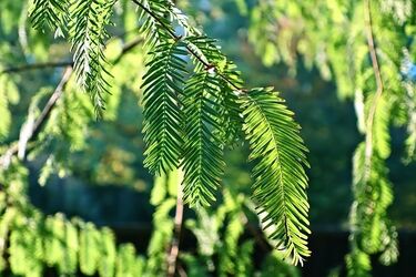 Sadzenie drzew. Studenci we wspólnej akcji z leśnikami