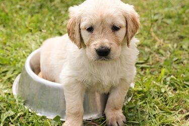 Festiwal Zwierzaka na stadionie. Porady, animacje i wiele innych atrakcji