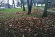 W ciągu dnia być może się rozpogodzi