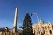 Choinka z Polski rozbłyśnie w Watykanie