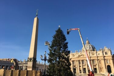 Choinka z Polski rozbłyśnie w Watykanie