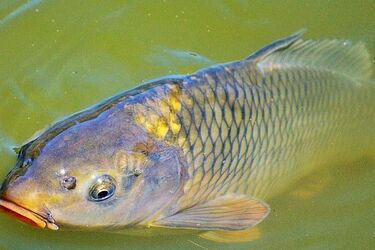 W B1 nie kupimy żywego karpia? 