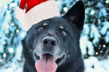 Schroniskowe psiaki na Targu Przedświątecznym. To ostatnie spotkanie z nimi w tym roku