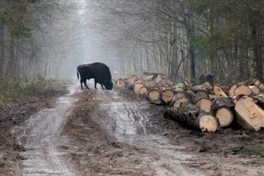 Spacer obywatelski po Puszczy Białowieskiej. Przeciwko zamykaniu lasu