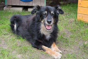 Starsze psiaki również marzą o kochającym domu. Nowa akcja białostockiego schroniska