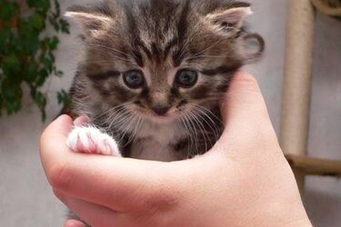 Kto zaopiekuje się bezdomnymi kotami? Miasto czeka na zgłoszenia