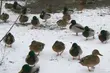 Mrozy dają się we znaki. Także miejskim kaczkom