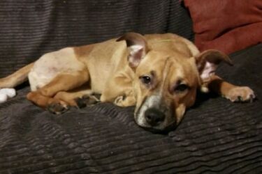 "To po prostu zwykłe barbarzyństwo". Pijany mężczyzna wyrzucił psa z 4. piętra