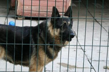 Ponad tysiąc psów przewinęło się przez schronisko. Niektóre wciąż czekają na nowy dom 