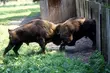 Ile jest żubrów? Są wyniki liczenia