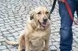 Wystawa, szkolenia, pokazy, a nawet fitness dog. Zbliża się 