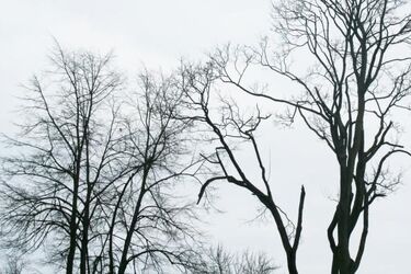 Wycinka gałęzi - może być problem z przejazdem w centrum