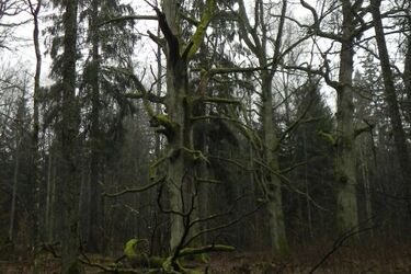 Puszcza Białowieska. Jest ostateczny wyrok Trybunału Sprawiedliwości