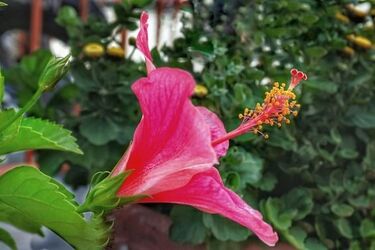 Nowoczesny, piękny ogród bez większego wysiłku? Dowiedz się, jak to osiągnąć