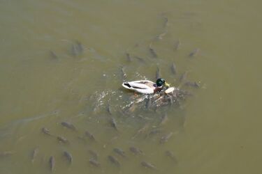 Ryby w pałacowych stawach. Czy można je dokarmiać?