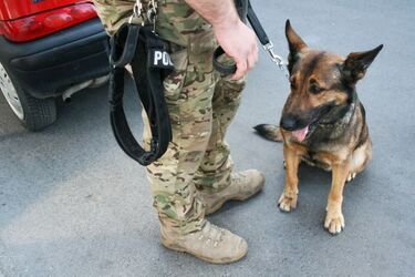 Policyjne psy złapały bandziora na dworcu autobusowym. W ramach szkolenia [ZDJĘCIA]