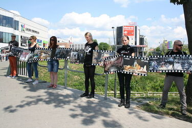 Mówią o cierpieniu krów i pokazują brutalność przemysłu mleczarskiego