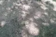 Pożary lasów i trawników. Zagrożenie jest duże