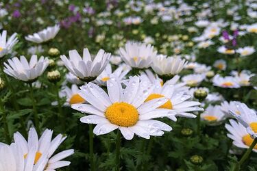 Zbliża się kalendarzowe lato. Czy weekend zaskoczy nas upałami?