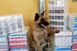 Wytropił 5500 paczek papierosów. Owczarek miał nosa