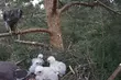 Małe jastrzębie niebawem będą samodzielne. Można je obserwować podczas transmisji na żywo