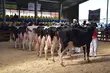 W Szepietowie królowały zwierzęta hodowlane. Zostały poddane ocenie [ZDJĘCIA]