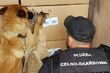 Historyczny przemyt papierosów. Tytoń wykrył owczarek belgijski