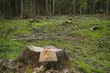 Bronili Puszczy Białowieskiej. Są niewinni po dwakroć