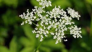 Barszcz Sosnowskiego. Przed niebezpieczną rośliną ostrzega Główny Inspektorat Sanitarny