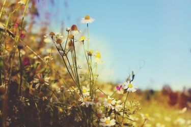 Upalna końcówka tygodnia. Czy to wróży deszcz?