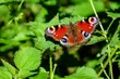 Tydzień na półmetku, a temperatura wciąż rośnie