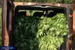 Zlikwidowano ogromne plantacje marihuany koło Białegostoku. Wpadły 3 osoby