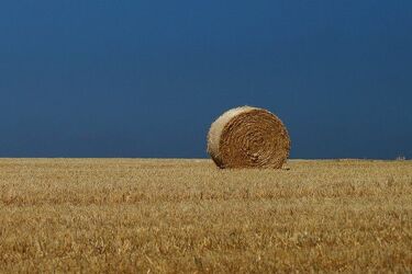 Kolejna partia krytykuje rząd za działania ws. suszy