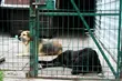 Schroniskowe psiaki potrzebują specjalnej karmy. Wolontariusze proszą o pomoc