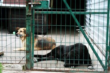 Schroniskowe psiaki potrzebują specjalnej karmy. Wolontariusze proszą o pomoc