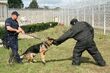 Psy na służbie też muszą podnosić kwalifikacje