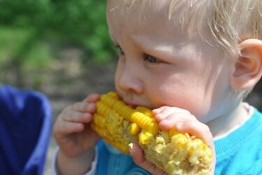 Podlaski Dzień Kukurydzy: wykłady, degustacje i konkursy