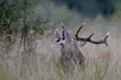 Rykowisko w puszczy, czyli przyrodniczy spektakl [WIDEO]
