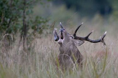Rykowisko w puszczy, czyli przyrodniczy spektakl [WIDEO]