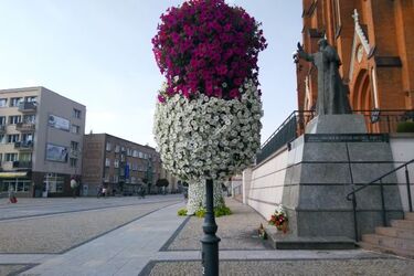 Białystok będzie miał sady edukacyjne, parki kieszonkowe i pola słonecznikowe