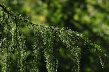 3 tys. sadzonek drzew dla mieszkańców. Wystarczy się zgłosić